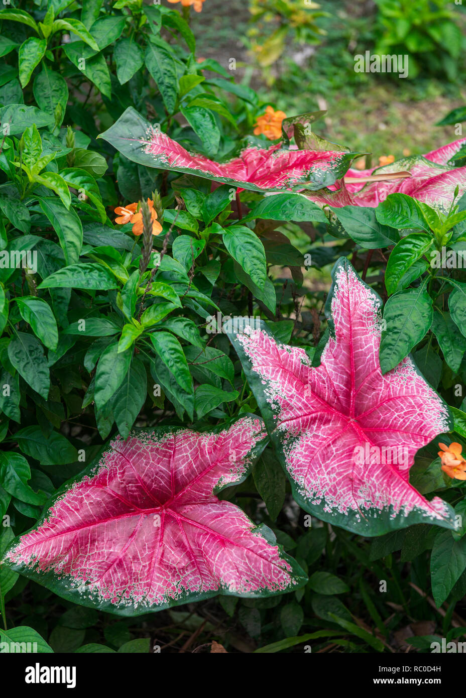 Hermosa Caladium planta con grandes hojas de color rosa en la naturaleza prístina de Malasia Foto de stock