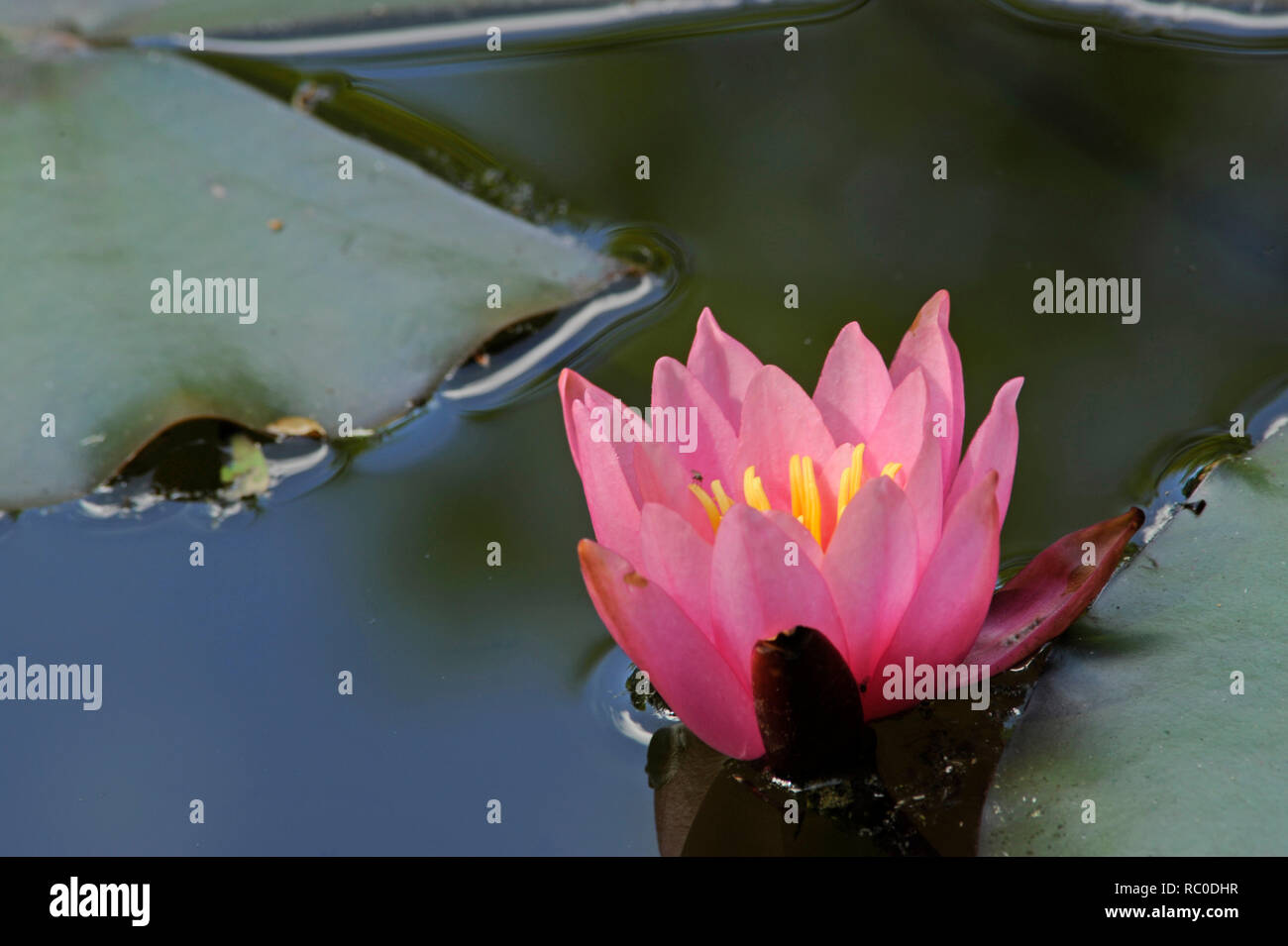 Seerose - Nymphaea | Waterlily - Nymphaea Foto de stock