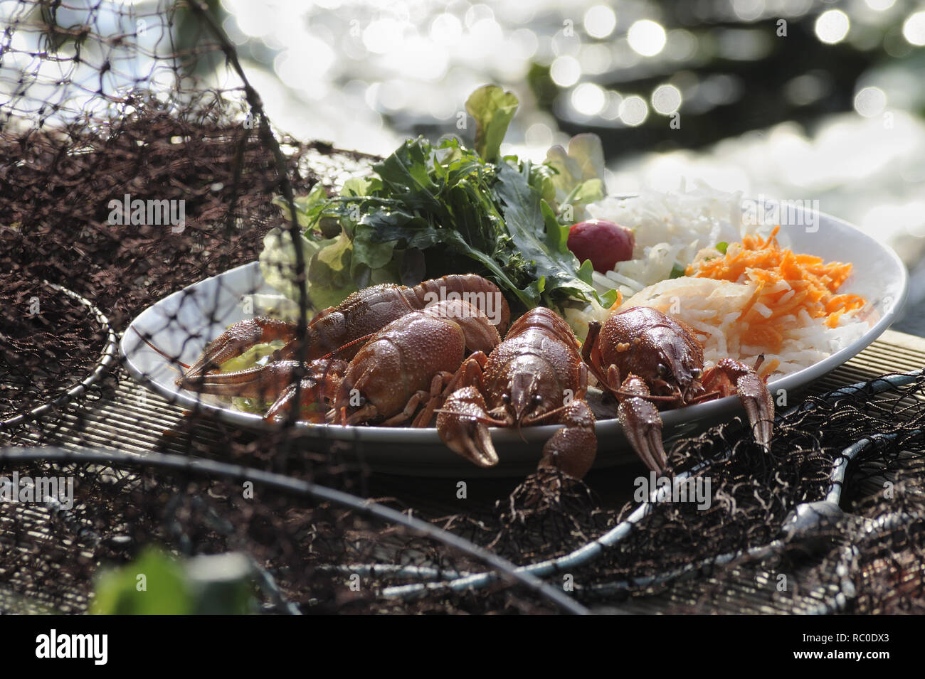 Mit Flusskrebse gemischtem Salat | Unión de langostinos, Astacus astacus, con ensalada mixta, langostas, mudbug, crawdad, crawdaddy Foto de stock