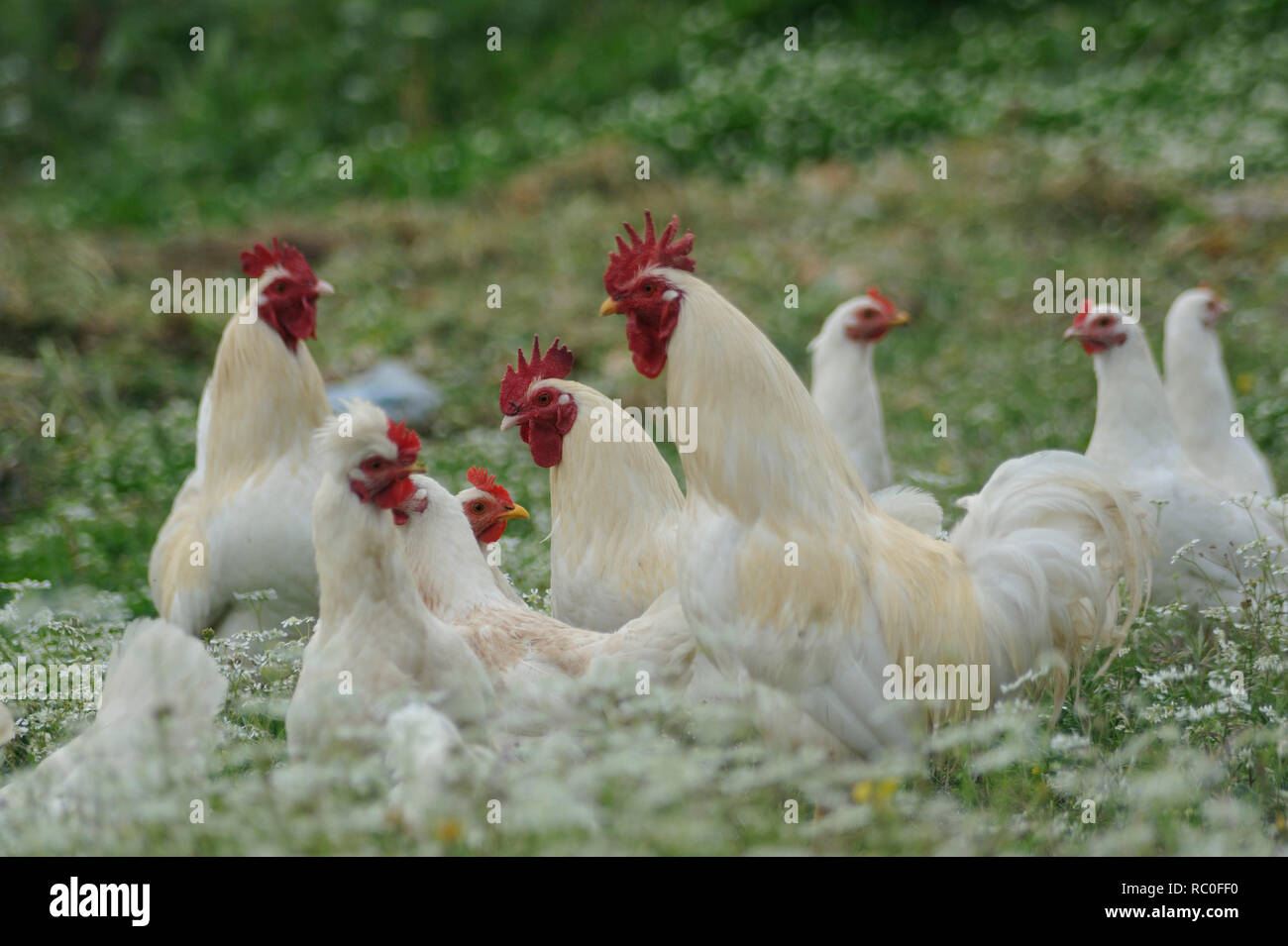 Hühner en freier Natur auf der Wiese Foto de stock