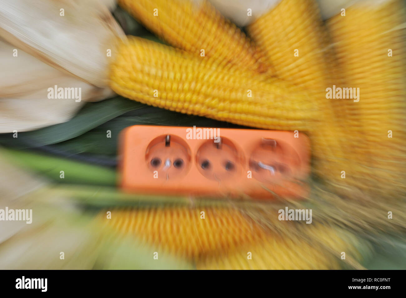 Dreifachsteckdose zwischen Maiskolben | triple socker entre mazorcas de maíz Foto de stock
