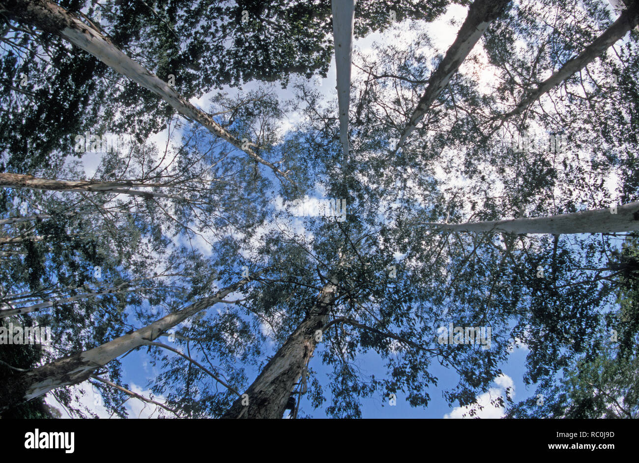 Una perspectiva de Cambio Climático - mirando al cielo con altísimos árboles encías australiano alcanzar el cielo que rodean la escena. Cielo azul brillante acompañado con dispersas nubes blancas soplado mejora la captura de imágenes con el calentamiento global. Foto de stock