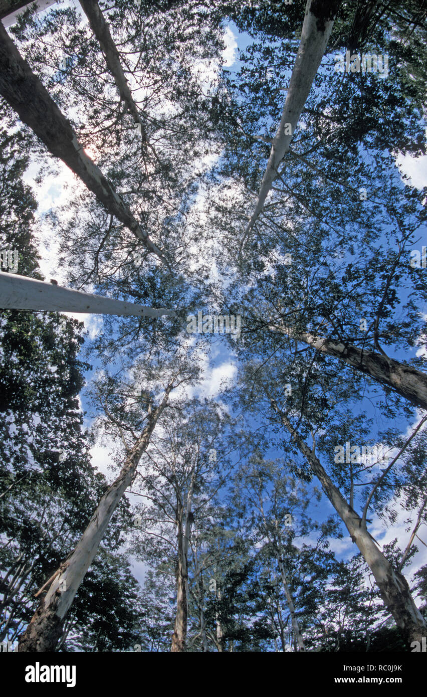 Una perspectiva de calentamiento global - mirando al cielo con altísimos árboles encías australiano alcanzar el cielo que rodean la escena. Cielo azul brillante acompañado con dispersas nubes blancas soplado mejora la captura de imágenes con el calentamiento global. Foto de stock