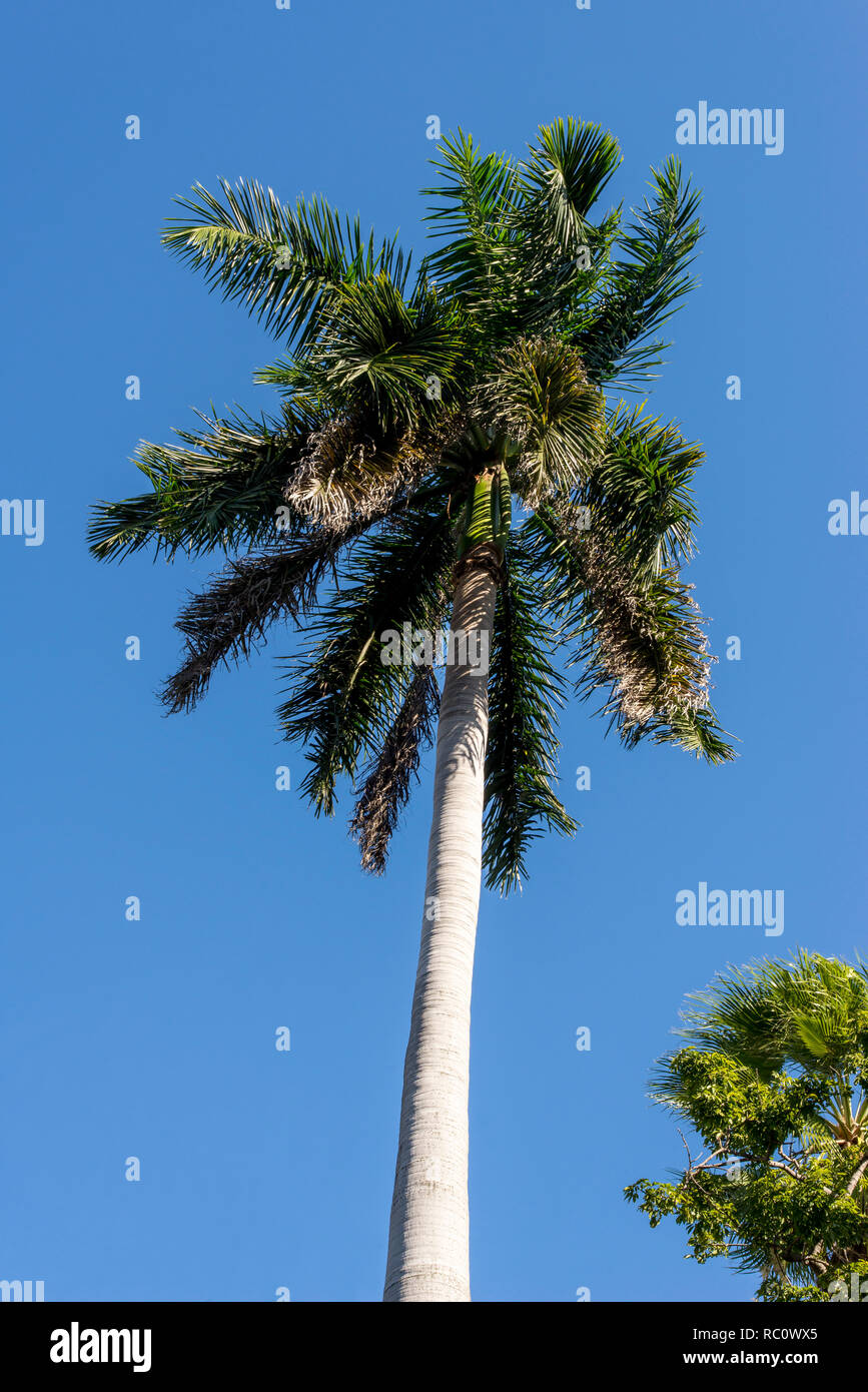 La Palma Real (Roystonea regia), árbol es el Árbol Nacional de Cuba un