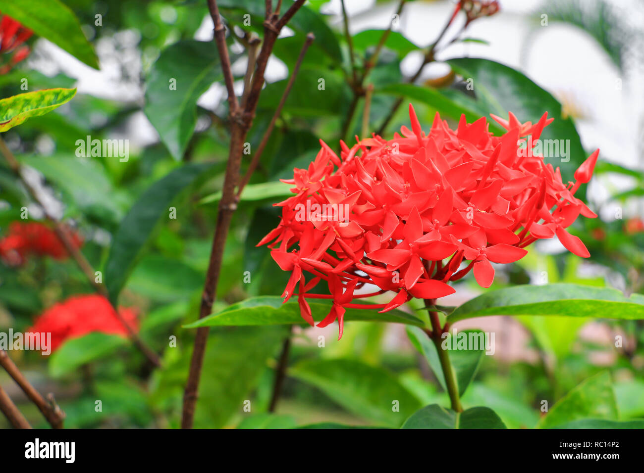 Ixora, Pico rojo con flores en la naturaleza ( Nombre común Ixora coccinea,  Rubiaceae Fotografía de stock - Alamy
