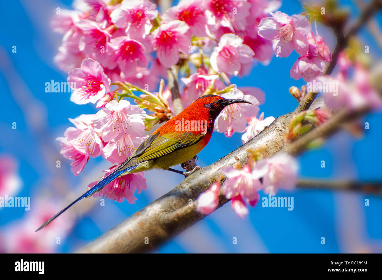 Pájaro Rojo fondo azul posado sobre las ramas Sakura Foto de stock