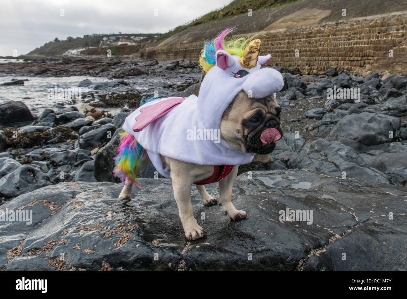 Perro con vestido de unicornio fotografías e imágenes de alta resolución -  Alamy