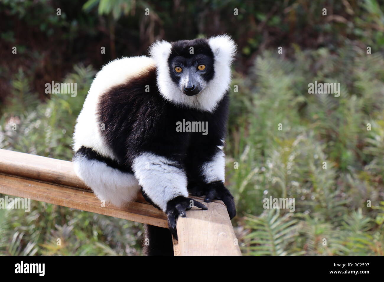 Lémur blanquecino (Varecia variegata) en Madagascar Foto de stock