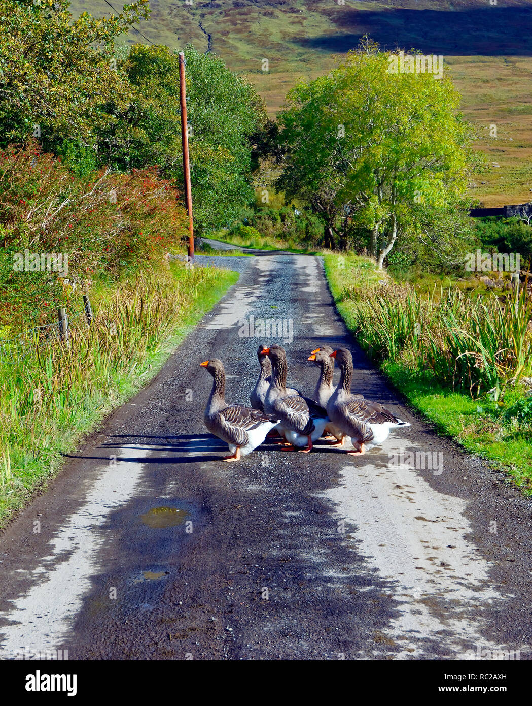 Gansos cruzando una carretera tranquila de una zona remota de Galway, Irlanda. Foto de stock