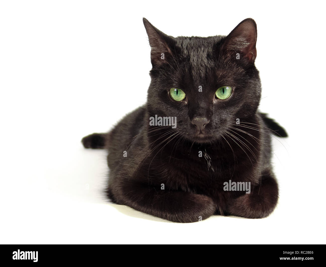 Colocación del gato negro sobre fondo blanco, Foto de Estudio. Foto de stock