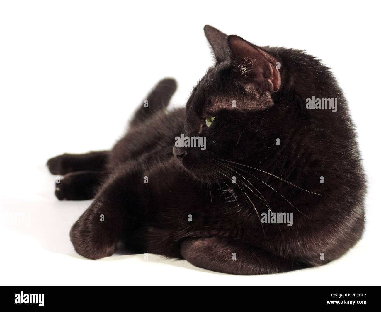 Colocación del gato negro sobre fondo blanco, Foto de Estudio. Foto de stock