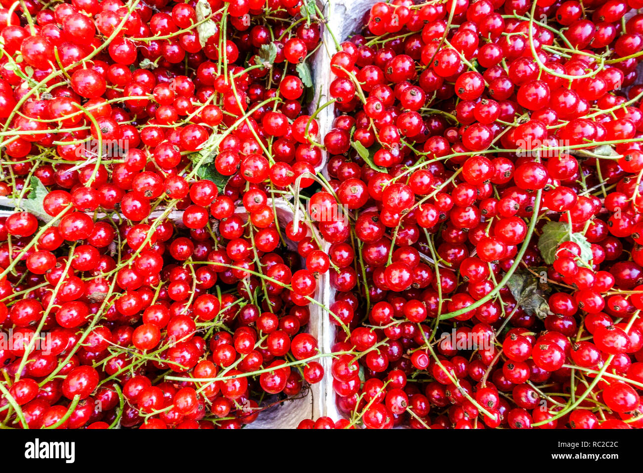 Grosellas rojas frescas frutas grosellas bayas Foto de stock