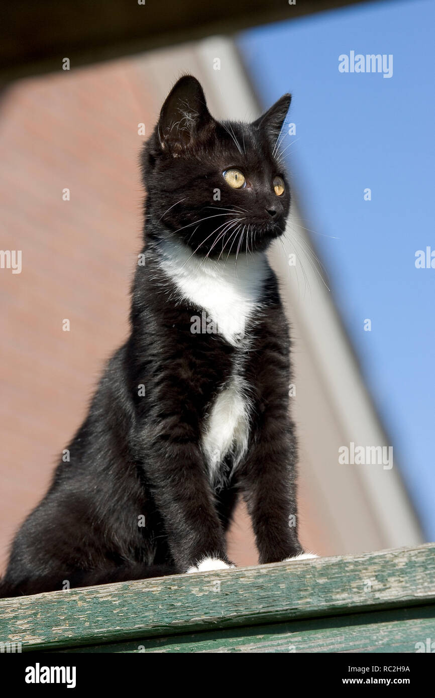 Blanco y negro lindo gato mascota mirando el mundo desde una altitud alta Foto de stock