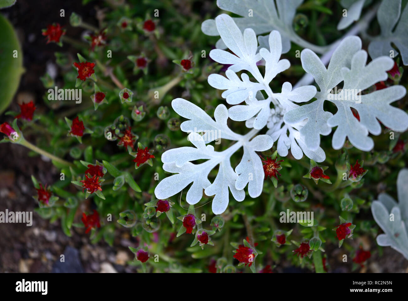 Artemisia stelleriana Mori la forma,syn Artemeisia Brocade Plata,plata,hojas de follaje,plantas ornamentales florales,RM Foto de stock
