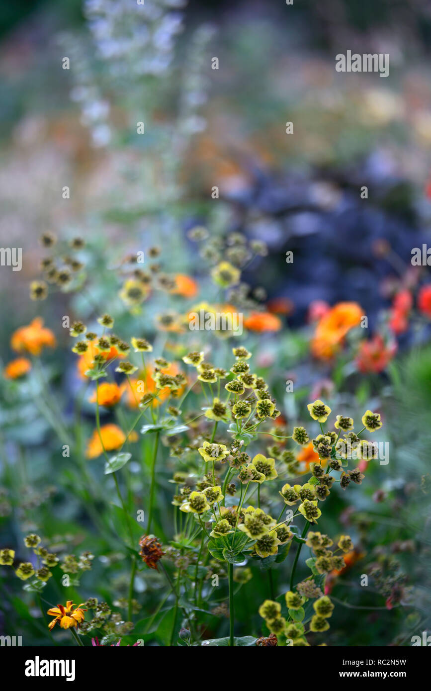 Bupleurum longifolium belleza de bronce,las flores marchitas,semillas,geum prinses juliana,mezclar,mezclado,combinación Floral,RM Foto de stock