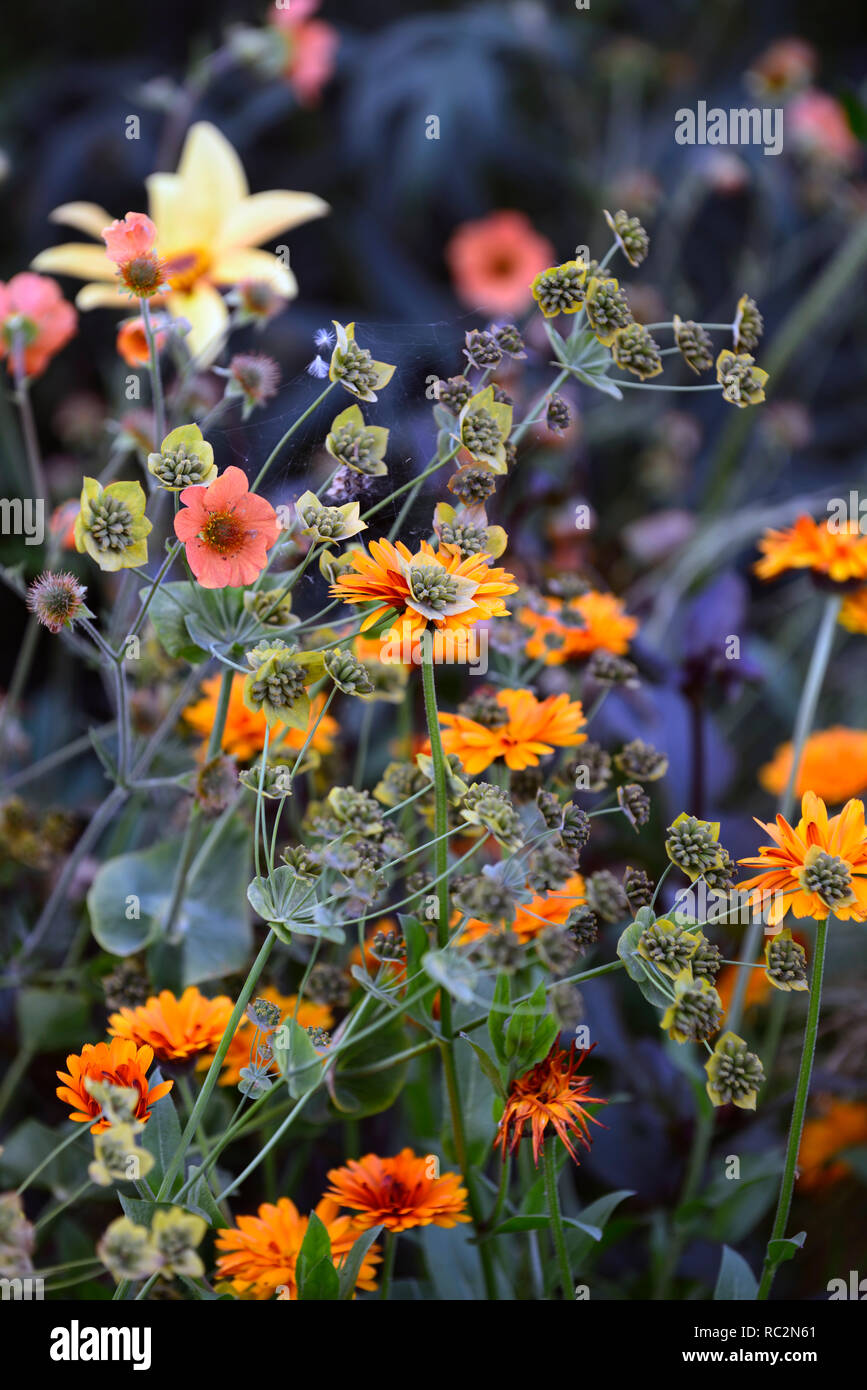 Bupleurum longifolium belleza de bronce,las flores marchitas,semillas,geum prinses juliana,mezclar,mezclado,combinación Floral,RM Foto de stock