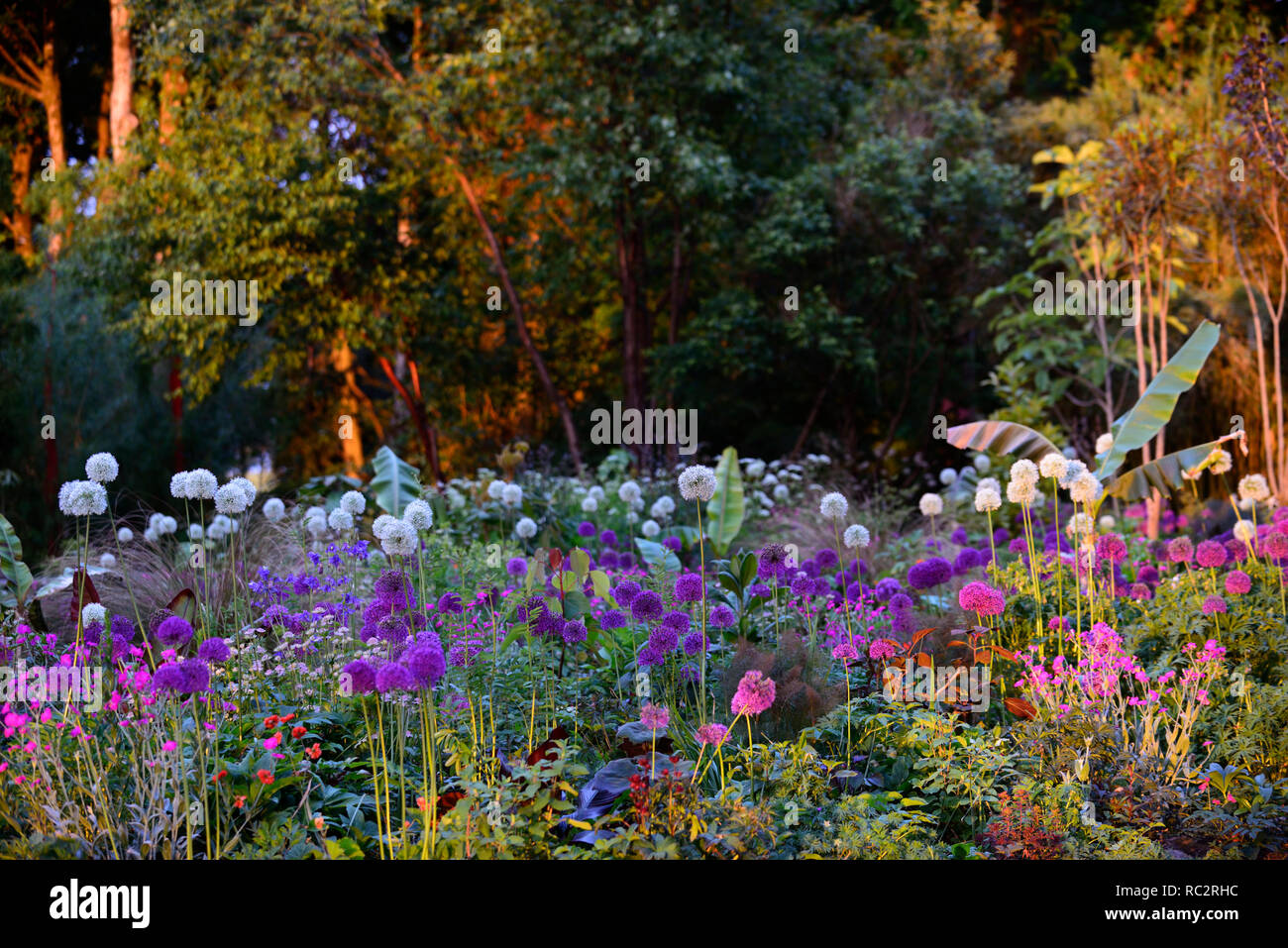 Allium púrpura sensación,Allium Monte Everest,Lychnis coronaria, colinas de tierra blanca, rosa flores púrpura,floración,mezclar,mezclado,combinación,cama,frontera,planta Foto de stock