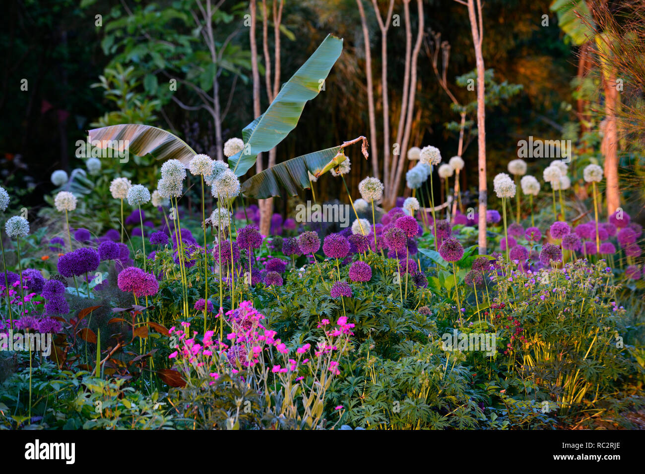 Allium púrpura sensación,Allium Monte Everest,Lychnis coronaria, colinas de tierra blanca, rosa flores púrpura,floración,mezclar,mezclado,combinación,cama,frontera,planta Foto de stock