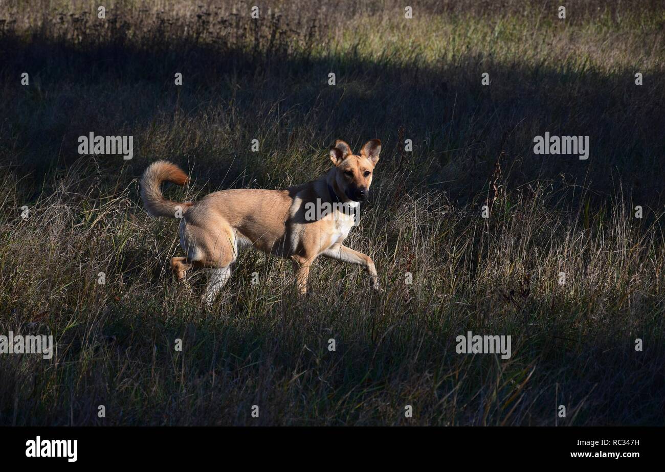 Mezcla de raza de perro color arena girando sobre pasto seco. Sol y sombra le dan una atmósfera especial. Foto de stock