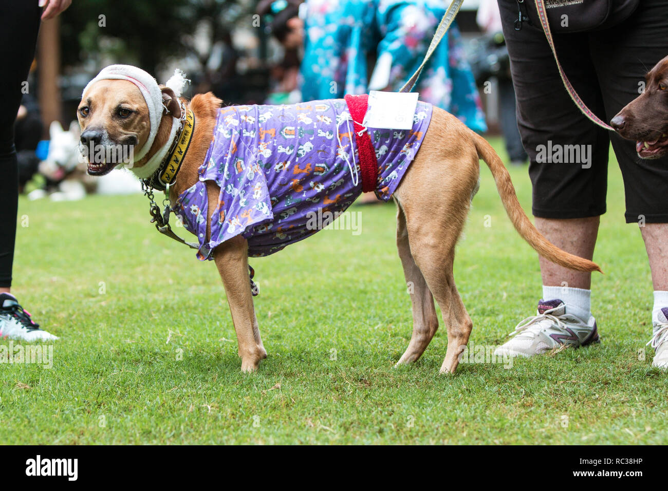 Un perro lleva un vendaje de cabeza y bata de hospital como parte de un  traje del paciente en el hospital en Doggy acondicionado, un concurso de  disfraces de perro el 18