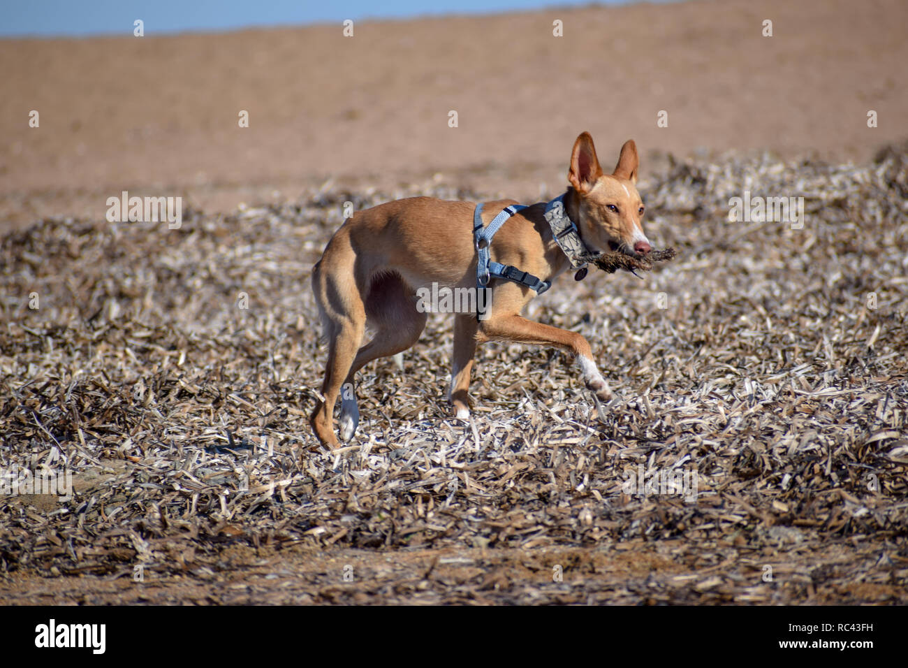 Labrador and bulldog fotografías e imágenes de alta resolución - Página 5 -  Alamy
