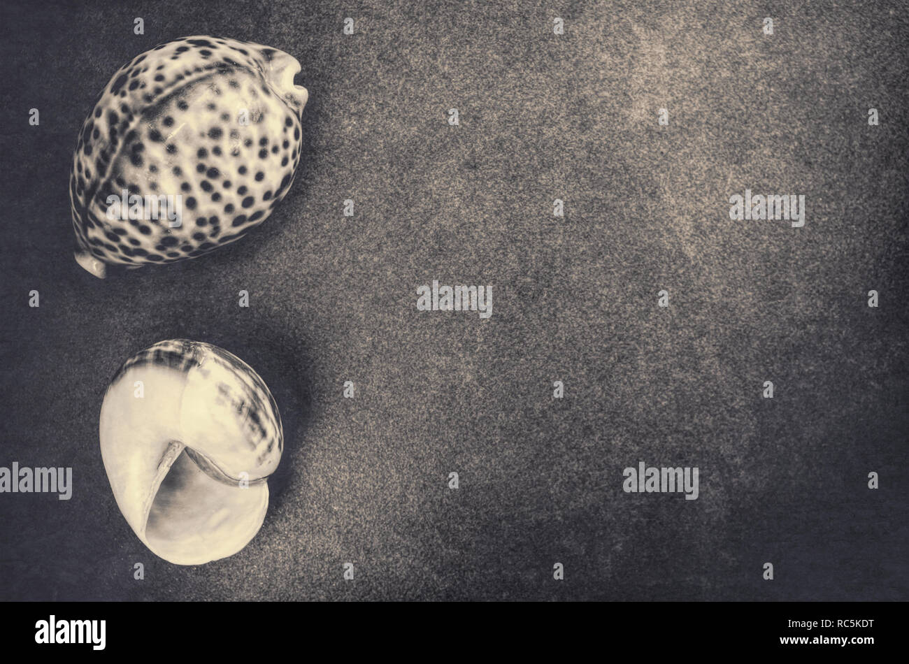 Y nautilus cowry conchas marinas en una textura de fondo de piedra - espacio de copia Foto de stock