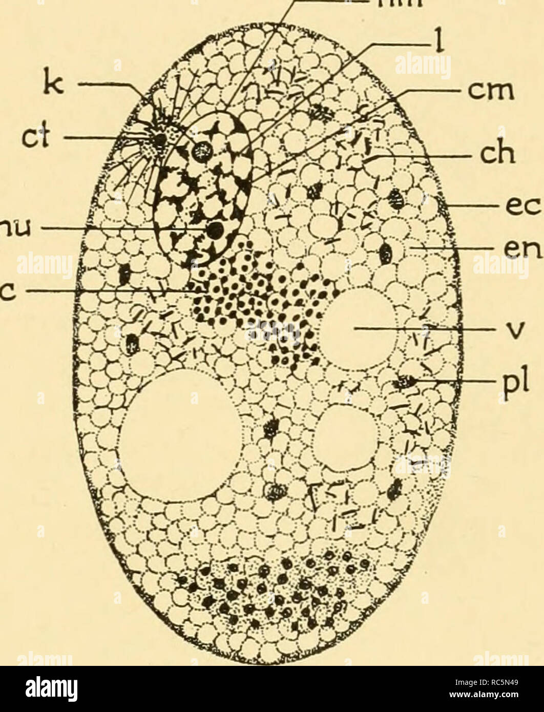 Embriología de insectos y miriápodos; la historia del desarrollo de los  insectos, ciempiés y millepedes desde huevo desposition [!] para incubar.  Embriología -- Los insectos; embriología -- Myriapoda. Introducción 3 de