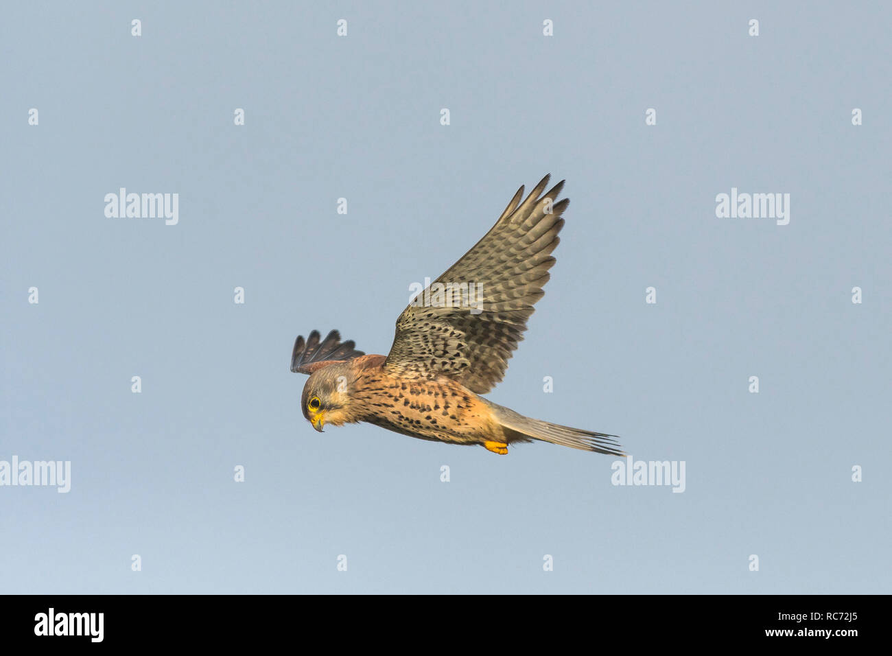 Un cernícalo común Falco tinnunculus flotando y caza de presas. Foto de stock