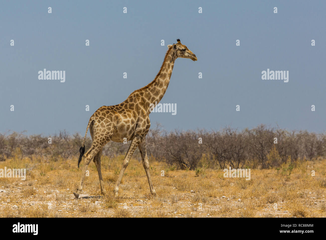 Una jirafa macho natural caminando por la sabana en Etosha Foto de stock