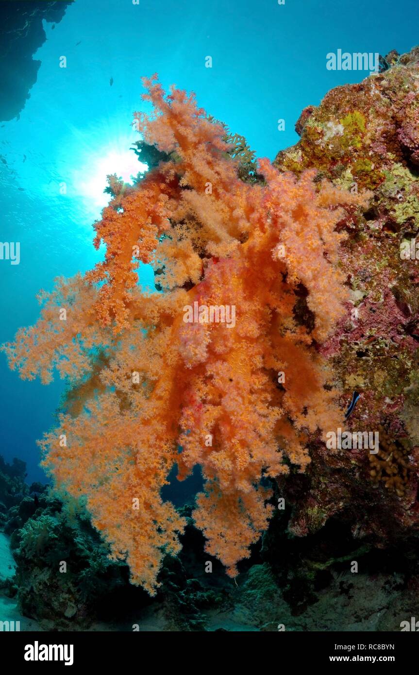 Rojo coral blando, Labuan, Layang Layang, Mar Rojo, Egipto, África Foto de stock