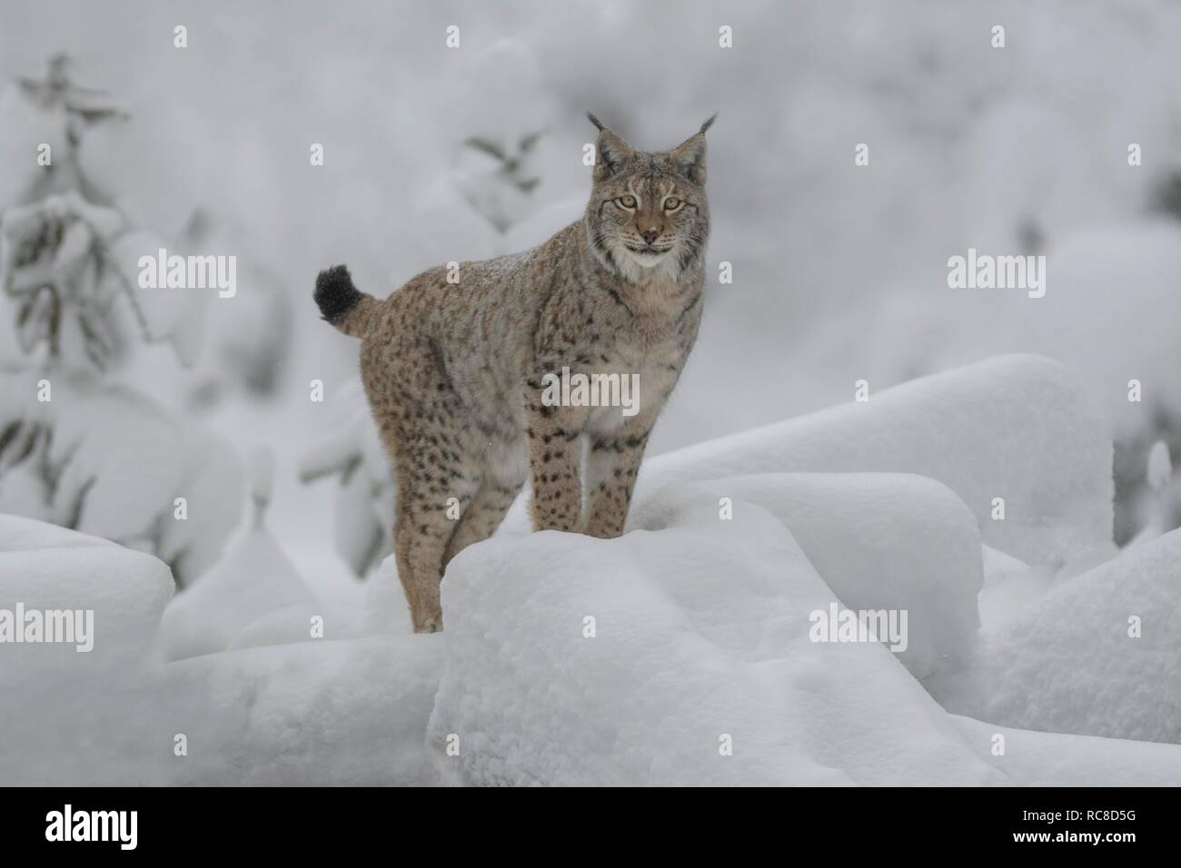 El lince eurásico (Lynx lynx), macho, de pie en un bosque nevado, cautiva, Bosque Bávaro, Baviera, Alemania Foto de stock