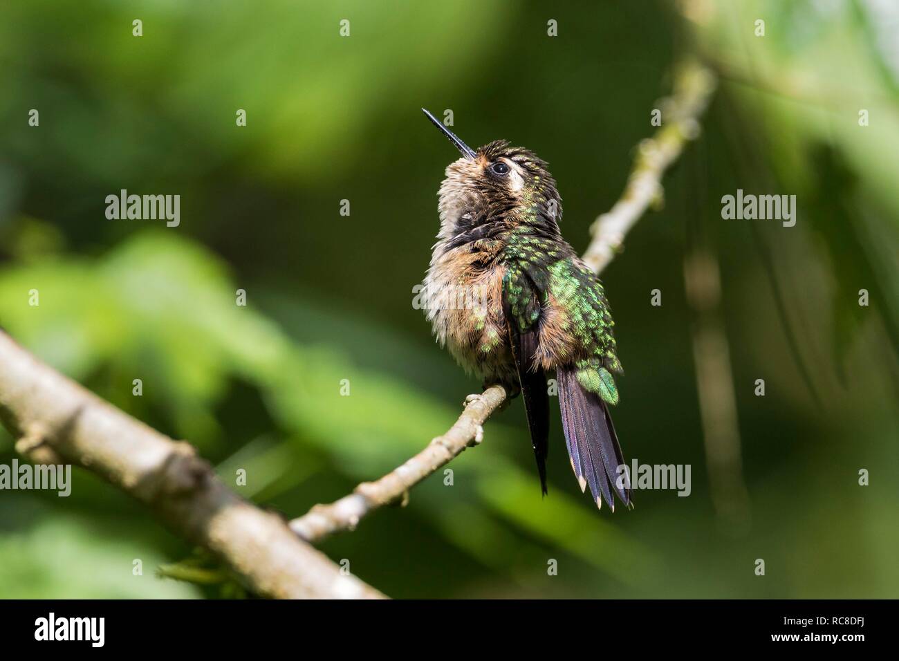 Hummingbird (Adelomyia melanogenys moteado), tomar el sol, la selva tropical, bosque nuboso, en el norte de Ecuador, Ecuador Foto de stock