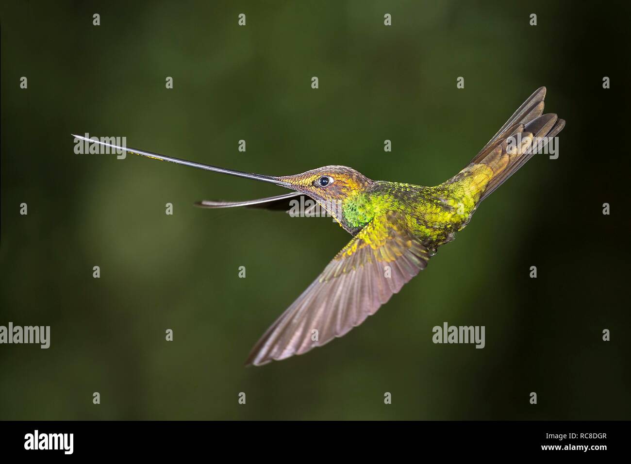 Espada (Ensifera ensifera facturó hummingbird) en vuelo, volando, bosque lluvioso, bosque nuboso, en el norte de Ecuador, Ecuador Foto de stock