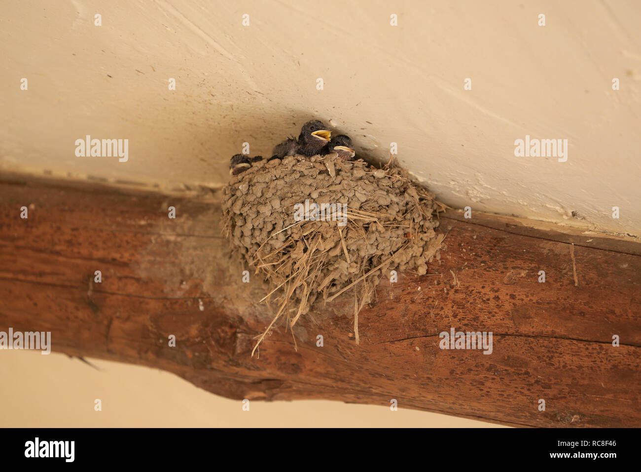 Tiny, baby, tragar chicas con la boca abierta (pico) en el nido siendo alimentados por sus padres. Foto de stock