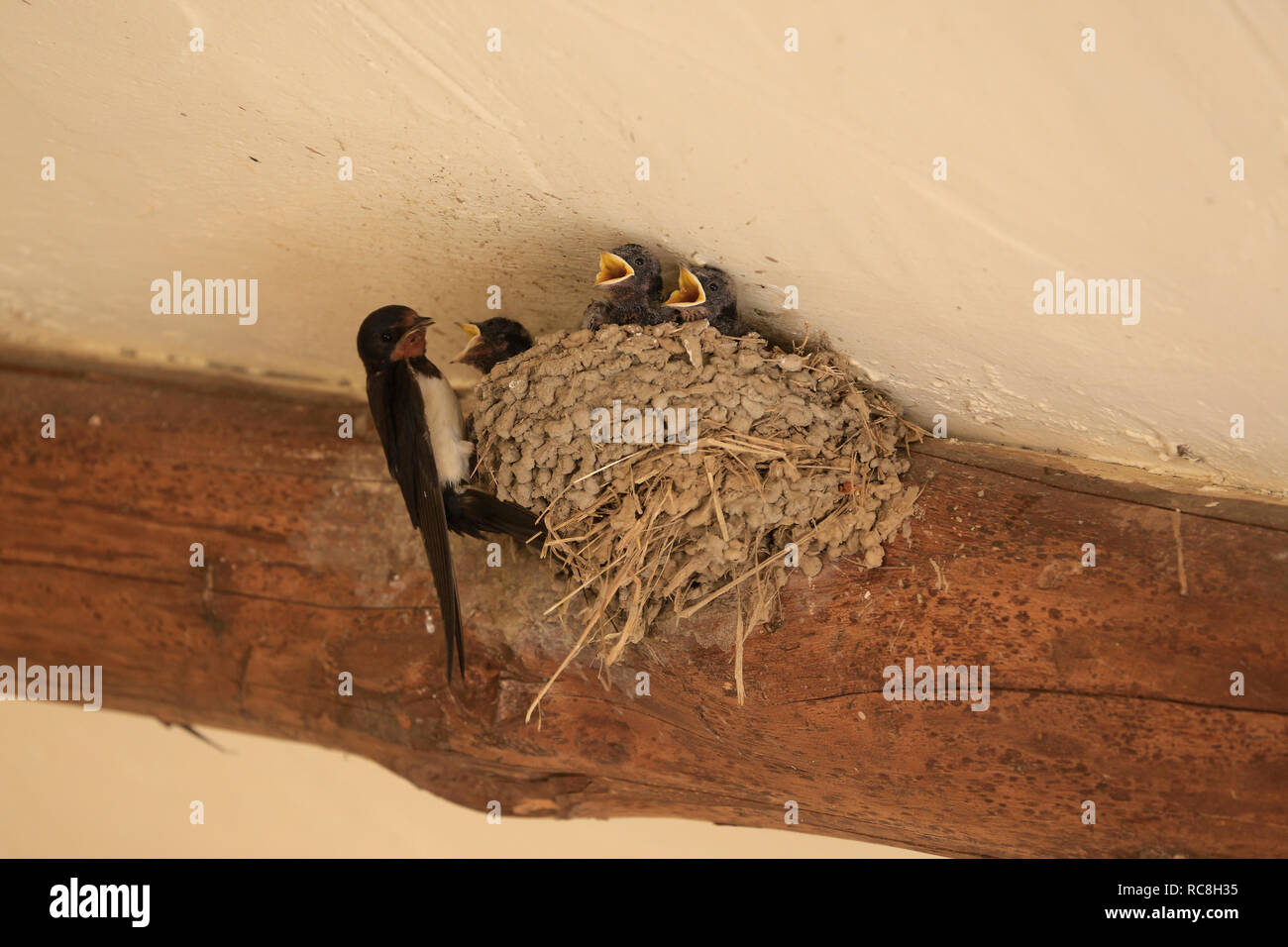 Tiny, baby, tragar chicas con la boca abierta (pico) en el nido siendo alimentados por sus padres. Foto de stock