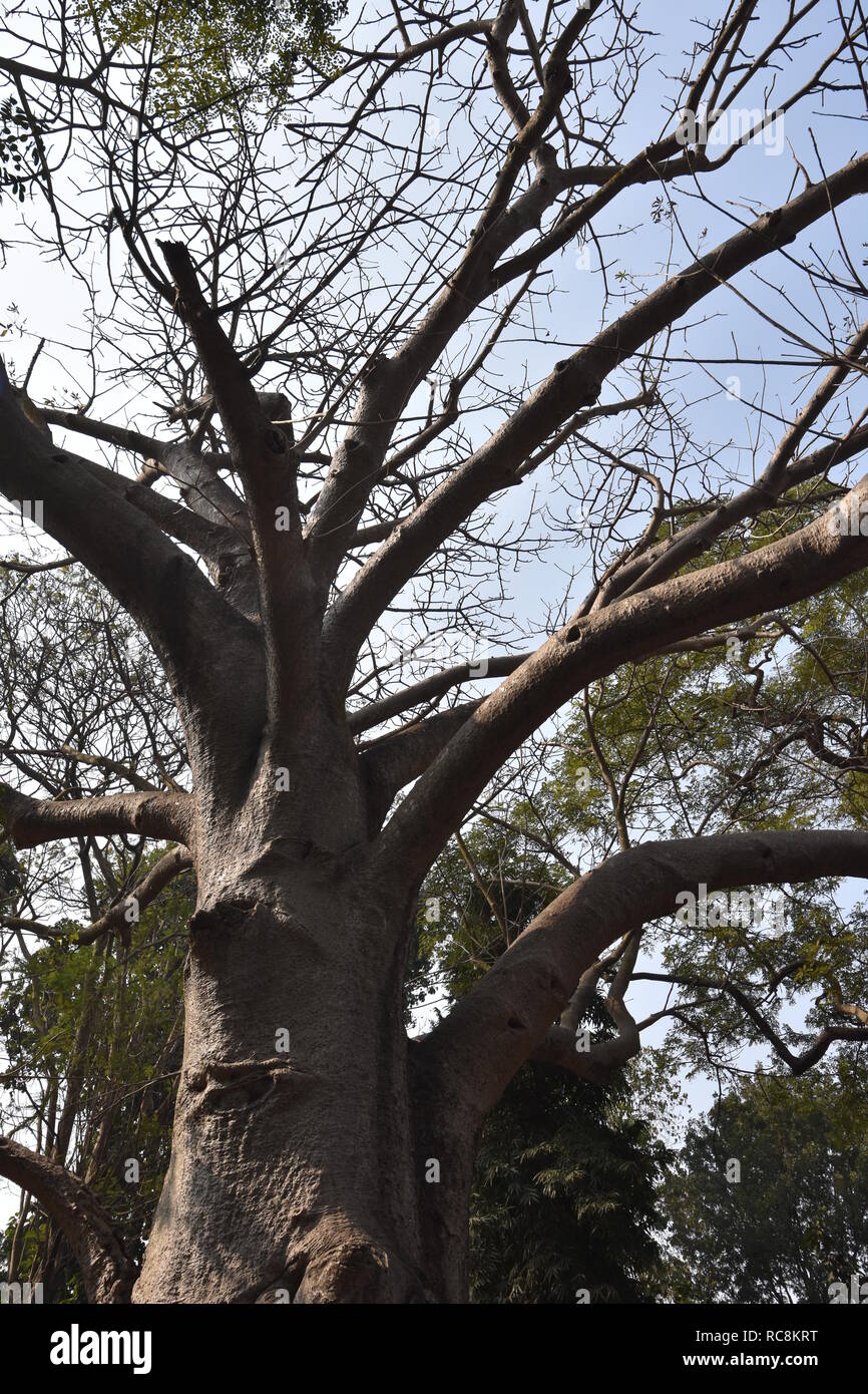 Adansonia digitata Baobab o en el Jardín Zoológico de Alipore en Kolkata, India Foto de stock