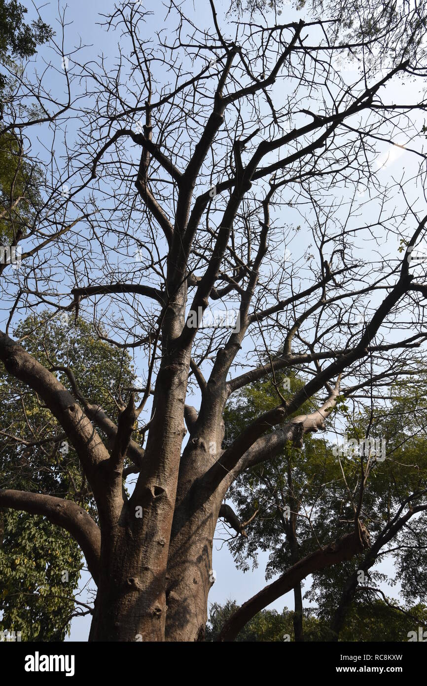 Adansonia digitata Baobab o en el Jardín Zoológico de Alipore en Kolkata, India Foto de stock