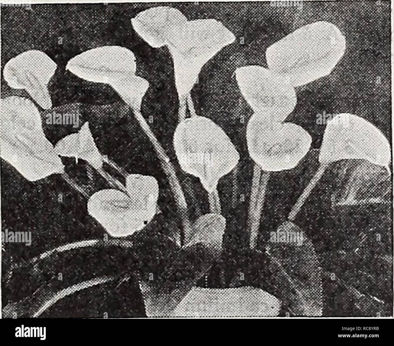 Lámparas de Dreer, plantas, rosas, arbustos, semillas para plantar 