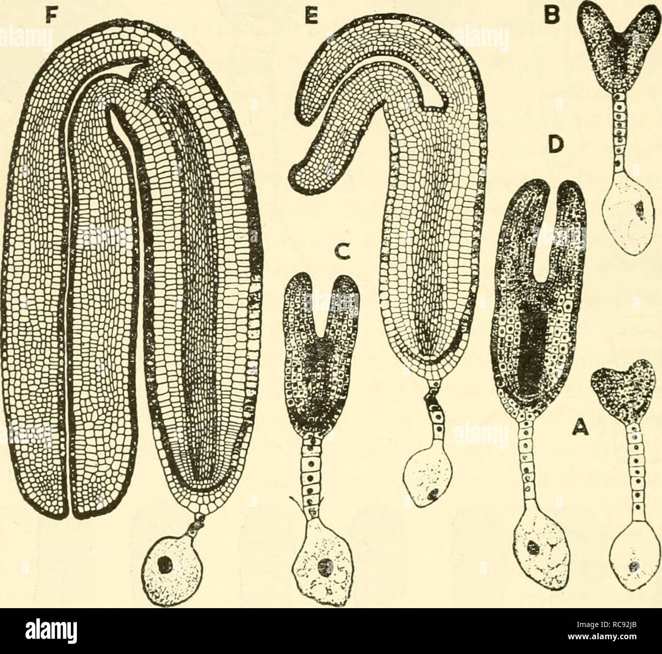 La Embriogenesis En Plantas Embriologia 230 La Embriogenesis En Plantas B No Hacerlo La Celda De Terminal I Puede Dividir Longitudinalmente O Ii Transversalmente A No Contribuye A Que El Suspensor