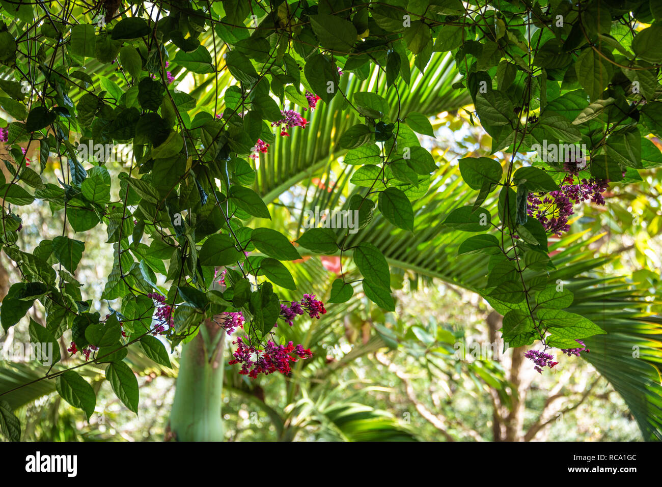 Hermoso follaje subtropical en el Philip Hulitar Sculpture Garden, la Sociedad de las cuatro artes de Palm Beach, Florida. (Ee.Uu.) Foto de stock