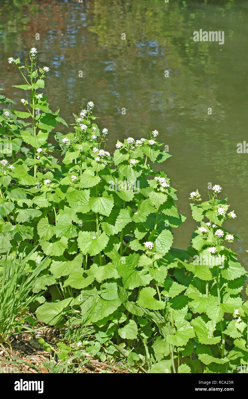 Alliaria petiolata ajo, mostaza, creciendo en Chichester Canal de barcos. Foto de stock