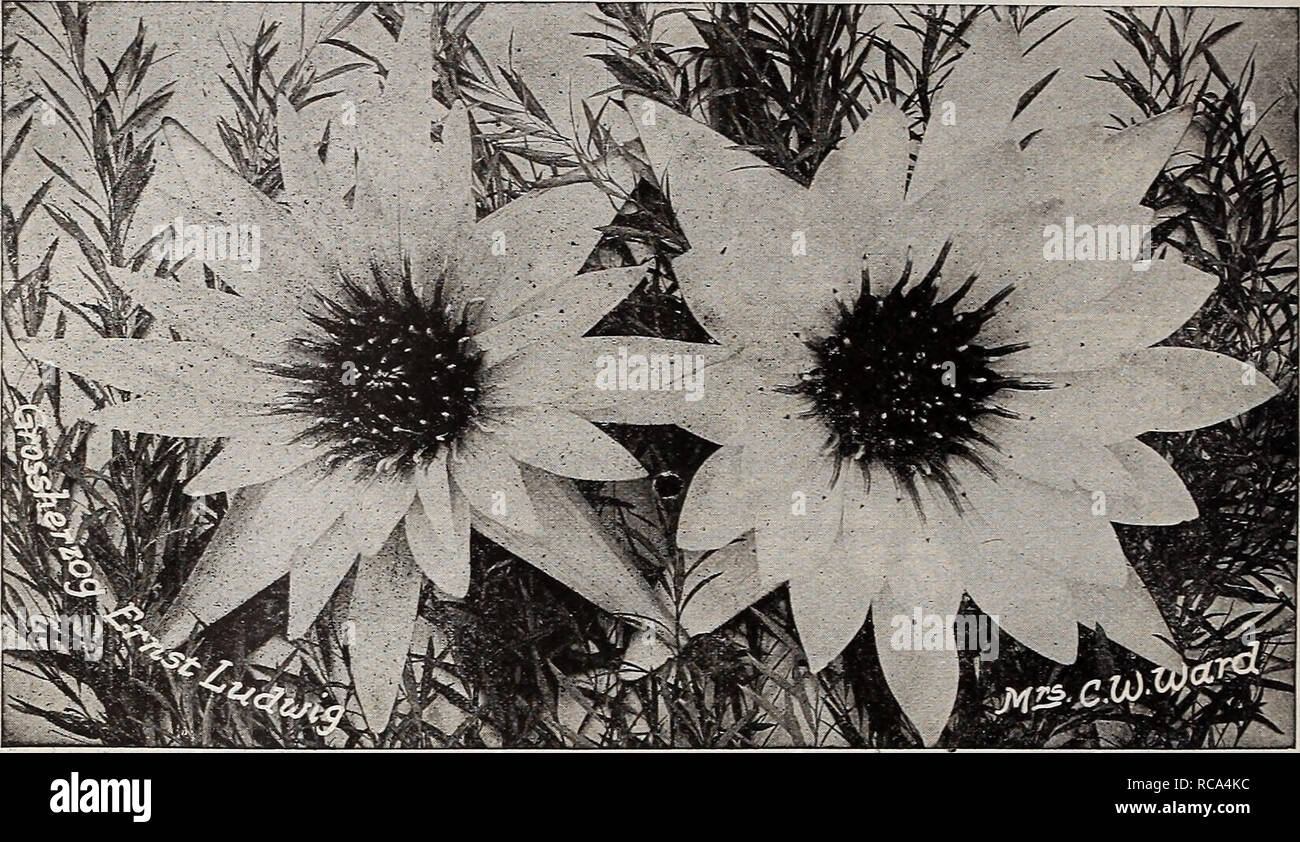 Loto Azul De Egipto Fotos E Imagenes De Stock Alamy Angiosperma, plantas con flores y frutos con semillas. https www alamy es dreers garden book 1918 los catalogos de semillas los viveros catalogos equipos de jardineria y suministros catalogos catalogos de semillas de flores semillas de hortalizas catalogos semillas de frutos catalogos 238 f t pniladelphiam luwadreer f water lilies aquatics dia blooming tierna nymphaeas capensis cape blue water lily flores ricas de azul celeste muy conveniente id a util para cortar 1 00 cada uno coerulea loto azul de egipto flores de color azul claro suf fusionado con blancos centro amarillo 1 00 cada uno daubenyana pequena ligera fragantes flores azules valioso para el invierno que florece en acuarios o piscinas pequenas y muy image231333856 html