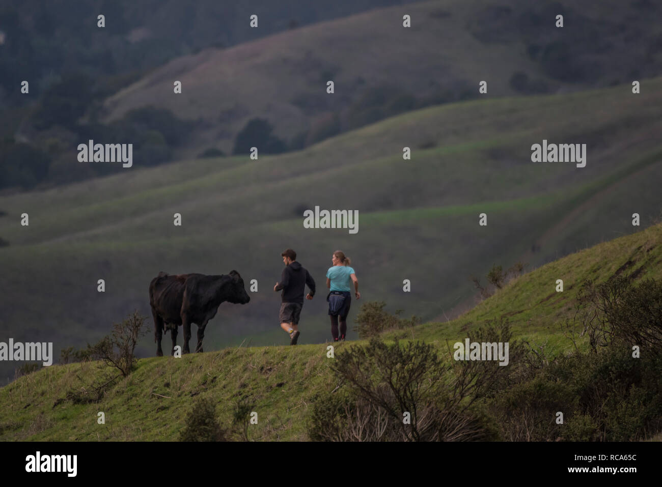 Una pareja corre por una vaca en el verde de las colinas de California, la vaca mantiene una estrecha vigilancia sobre ellos como lo hacen. Foto de stock