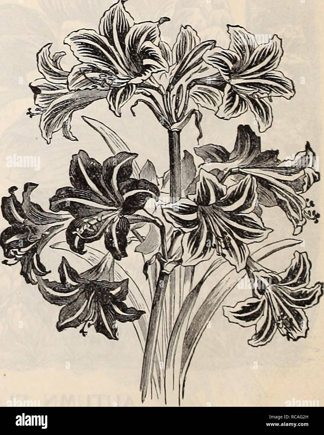 Catálogo De Otoño Dreer 1896 Bulbos Plantas Semillas