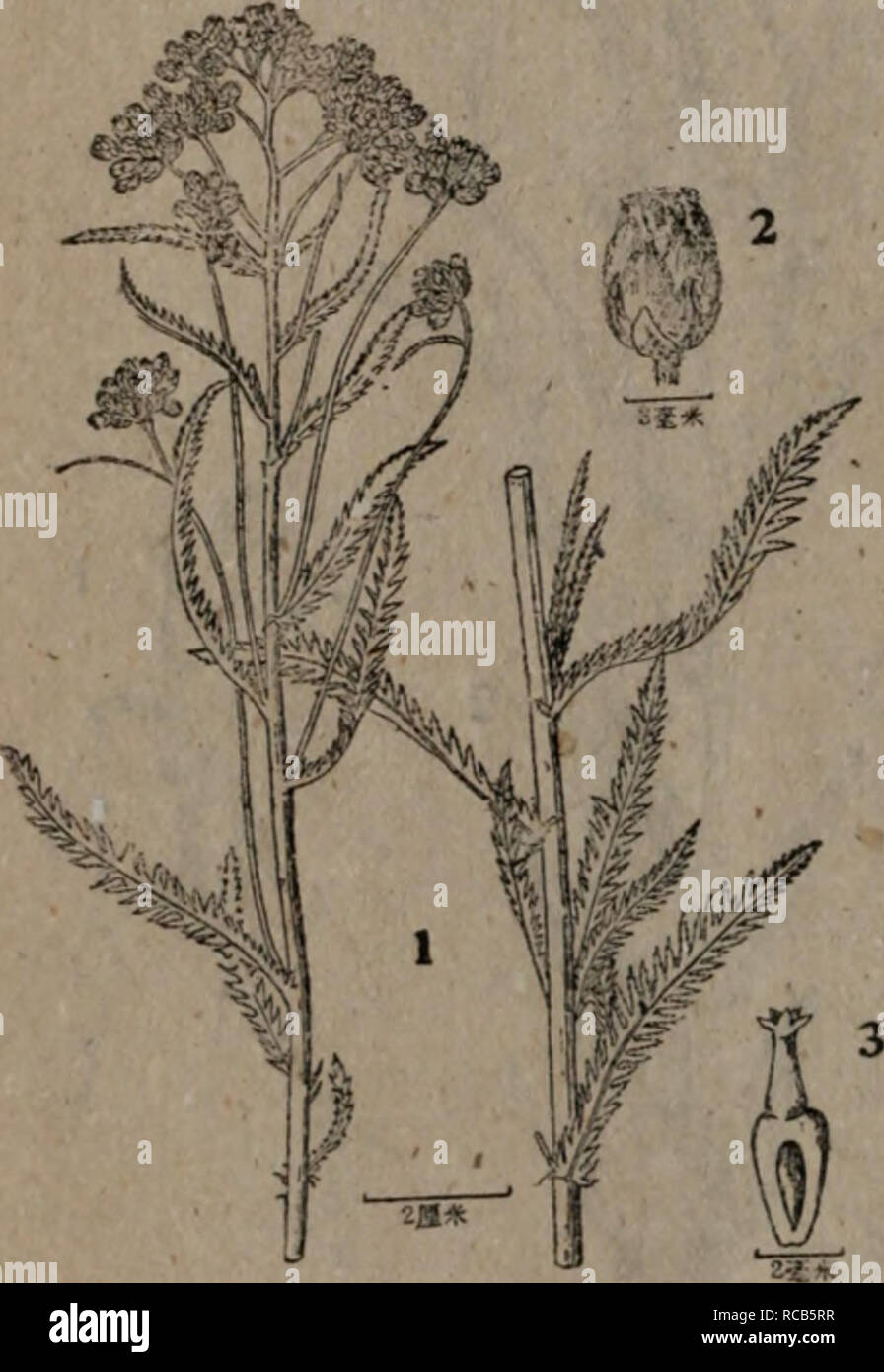 Dong Bei Yong Yao Zhi Wu Zhi La Botanica Ae Ae Ae1i A C Fca Ae 3ubc E A Po Yflf X Senega L Ae A ºa C A Eae Ae A A C Aea Ae C Aªc Ceµea Ae A I Ae Ae E E C A Aº C E Ae Ae C e Ae Aee Aec A Ae Ae Aee Aefc E Aea E E Ae ªeª
