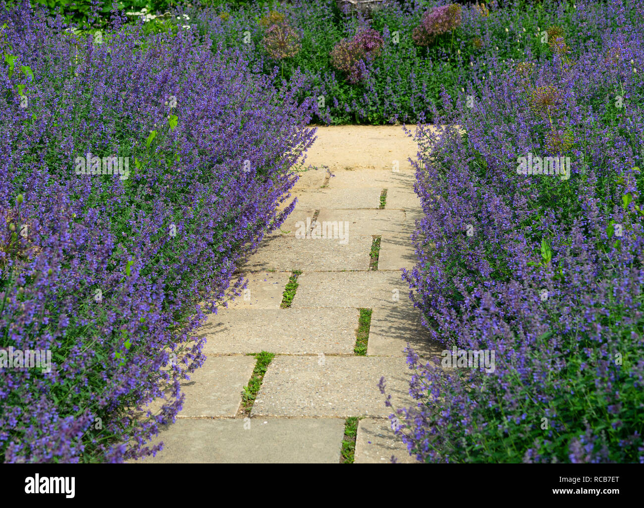 Borde de jardín con dos filas de filo morado Floración aromática lavanda, Sussex, Inglaterra, Reino Unido. Foto de stock