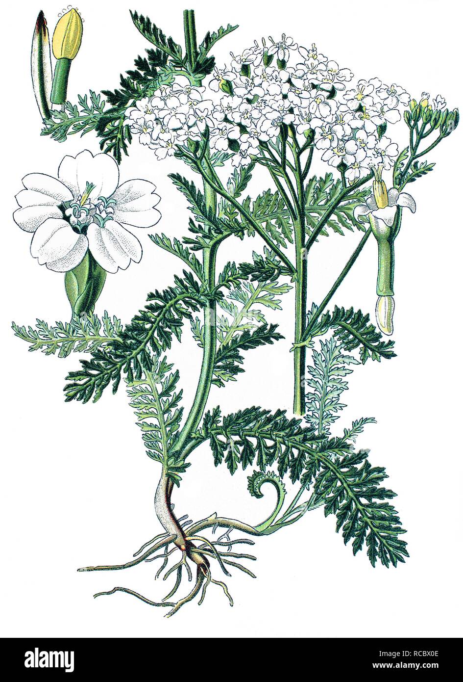Milenrama (Achillea millefolium), una planta medicinal, histórico chromolithography, ca. 1870 Foto de stock