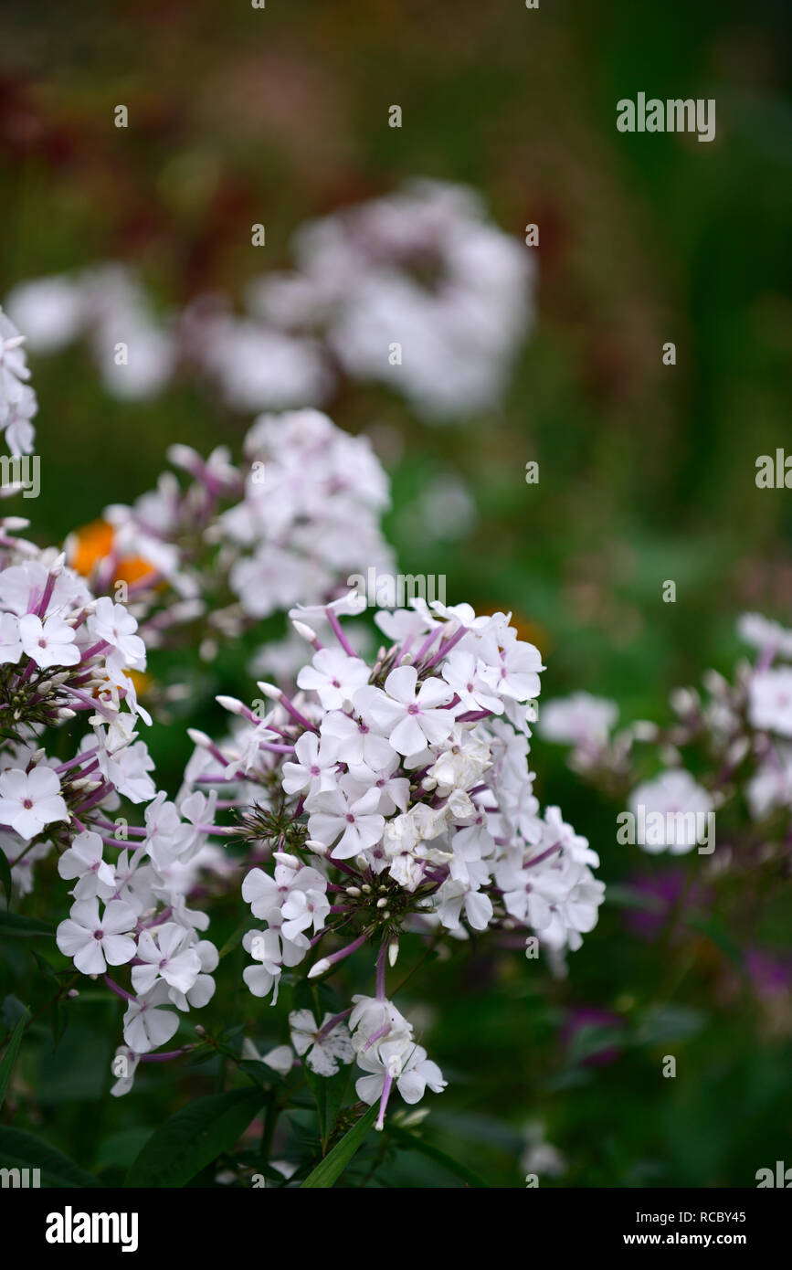 Phlox paniculata nirvana,flores blancas,la floración,perenne,RM Floral Foto de stock