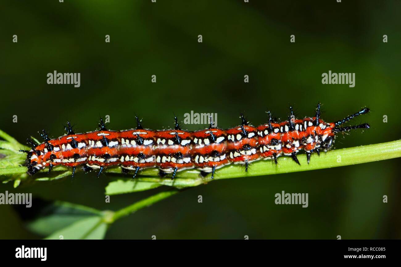 Un colorido abigarrado Speyeria caterpillar (Euptoieta claudia) se alimenta de algunos trébol en preparación para su transformación en una mariposa. Foto de stock