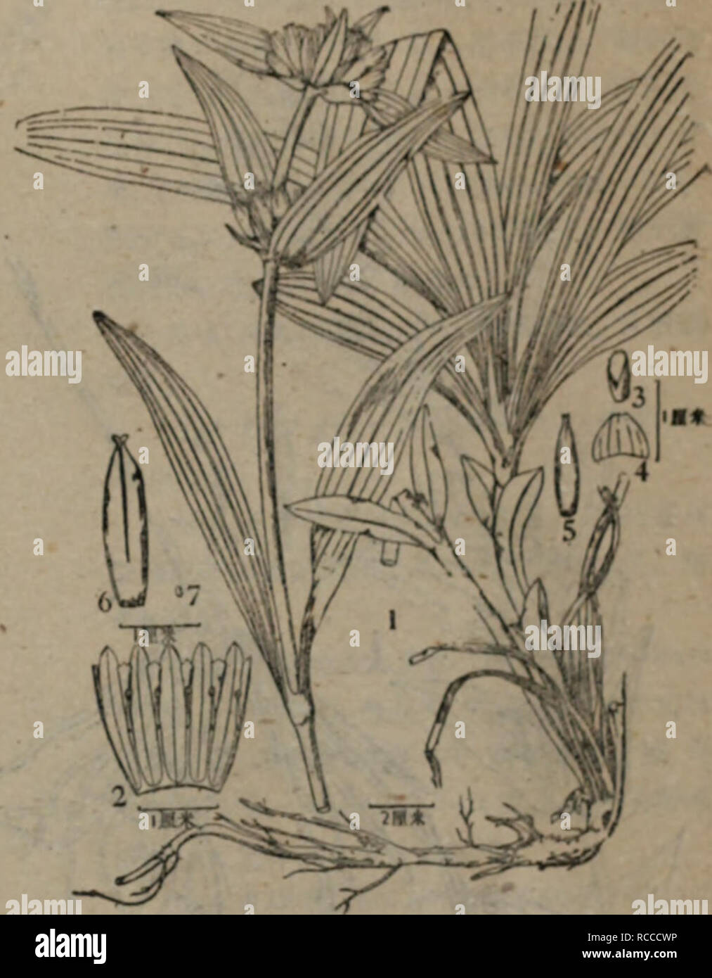 Dong Bei Yong Yao Zhi Wu Zhi La Botanica I E A A C Aºi Ea I A H Ae Mai A Tb E E E I A Ea A ºaa Eeªae 110 A Aºº I Ci A C C Aec A Be Wa Ae C Aeªc C A Ae A A E A A Aea Ae Aººaea A Ae A C Aeaºae C A Aea C º A F Iiee